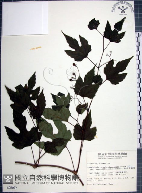 漢氏山葡萄藏品圖，第1張