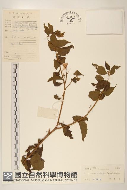 小舌菊、蔓綿菜藏品圖，第1張