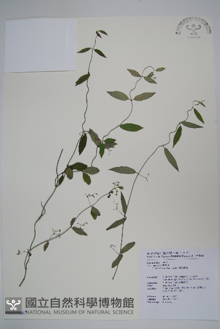 疏花鷗蔓藏品圖，第1張