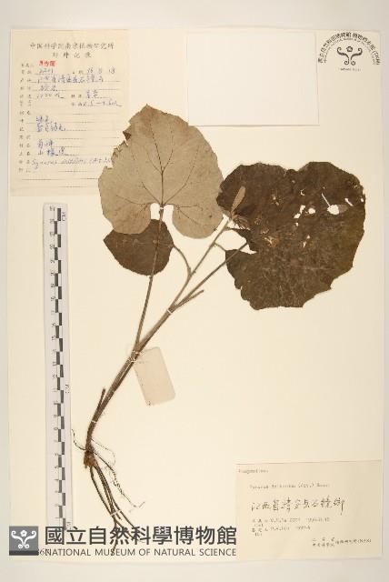 山牛旁藏品圖，第1張