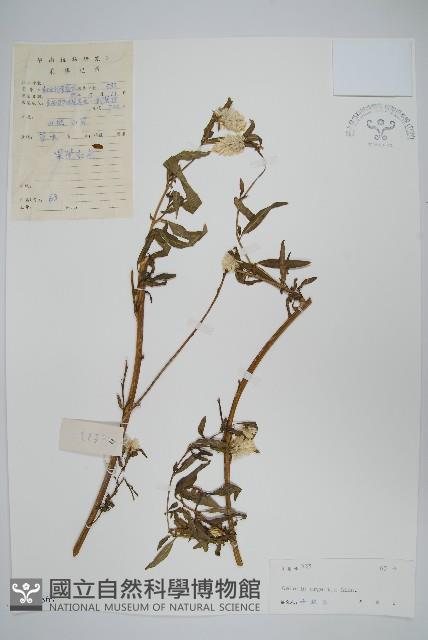 青葙藏品圖，第1張