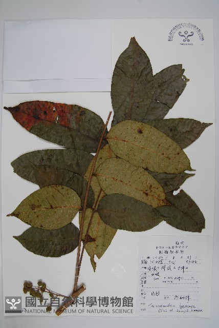 木蜡樹、野漆樹藏品圖，第1張