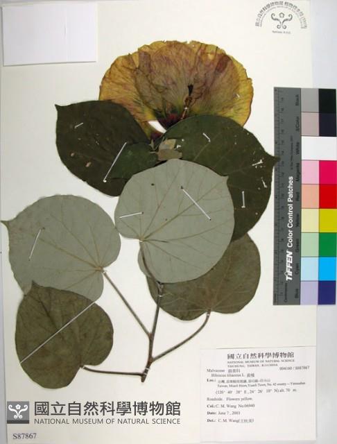 黃槿藏品圖，第1張