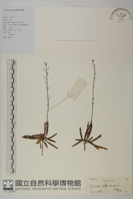 狹葉兔兒風藏品圖，第1張