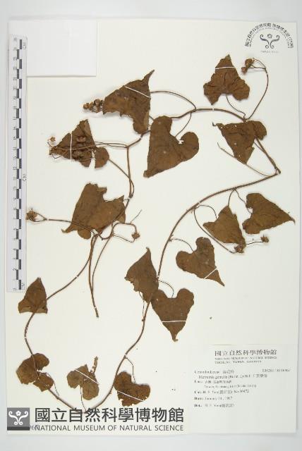 菜欒藤藏品圖，第1張