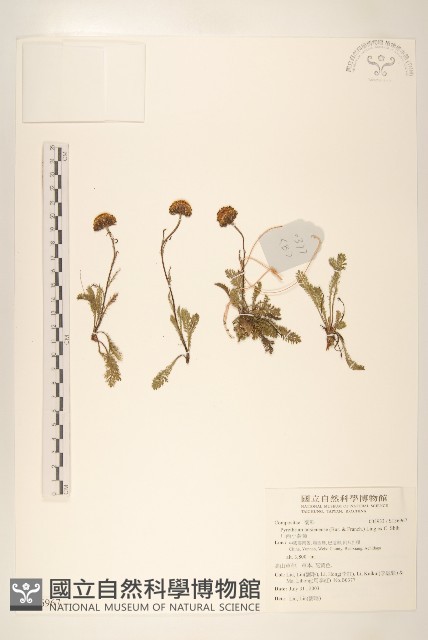 川西小黃菊藏品圖，第1張
