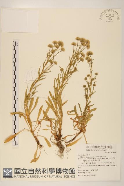 玉山飛蓬藏品圖，第1張