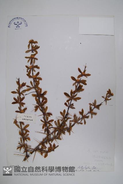 刺紅珠藏品圖，第1張