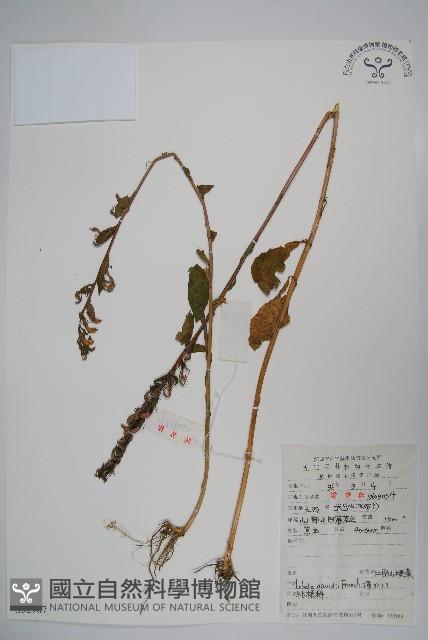 江南山梗菜藏品圖，第1張