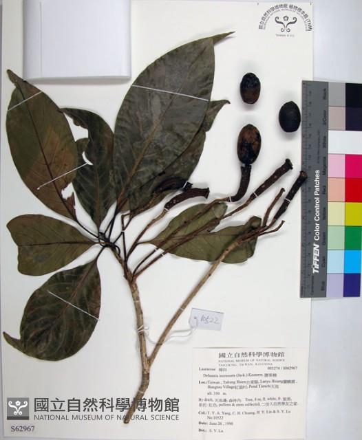 腰果楠藏品圖，第1張