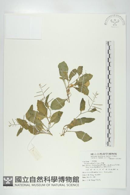 葶藶藏品圖，第1張