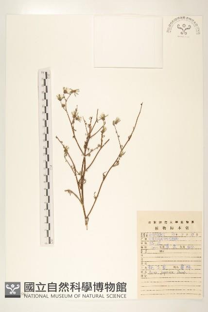 毛蓮菜藏品圖，第1張