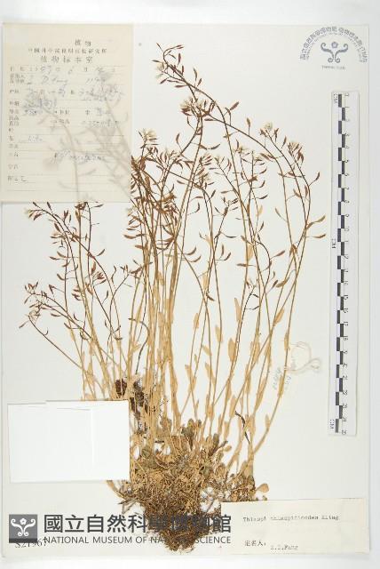 山菥蓂藏品圖，第1張