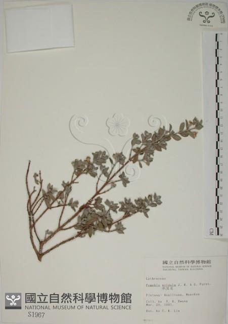 水芫花藏品圖，第1張