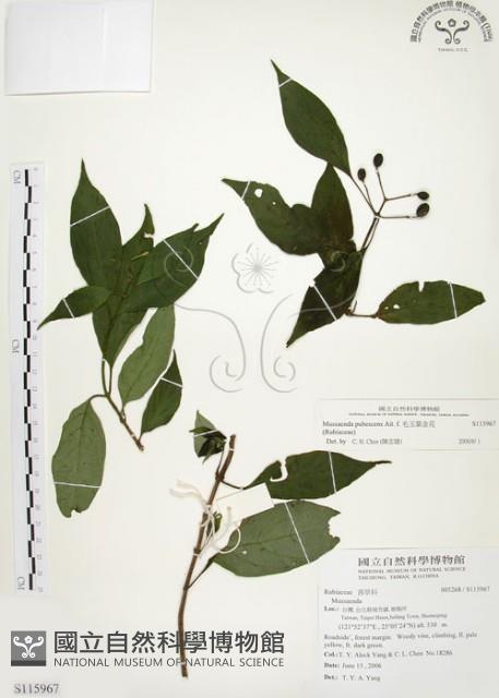 毛玉葉金花藏品圖，第1張