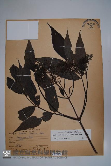 冇骨消藏品圖，第1張