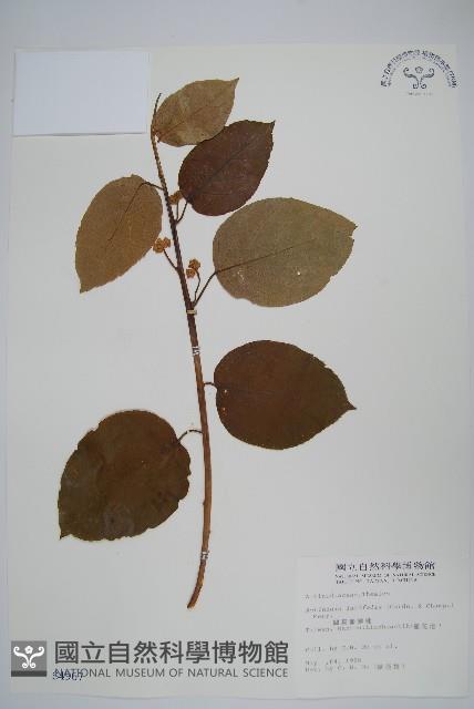 闊葉獼猴桃藏品圖，第1張