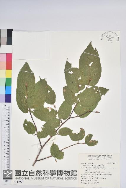 南燭藏品圖，第1張