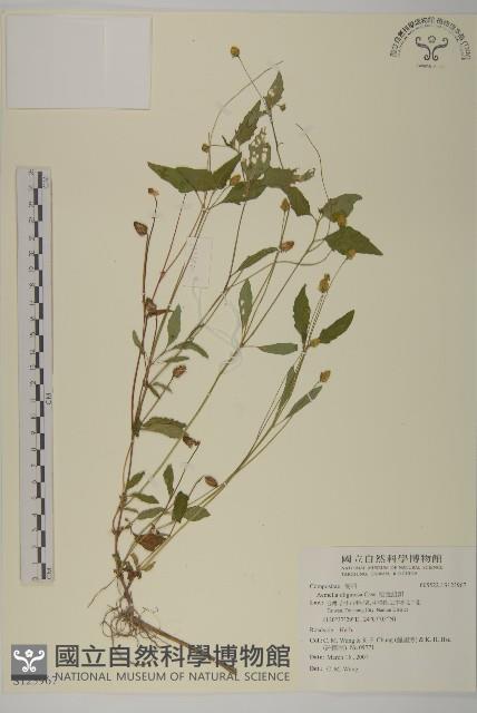 沼生金鈕扣藏品圖，第1張