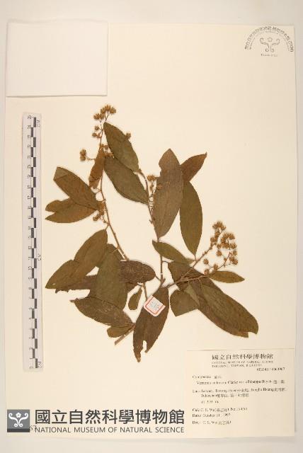 過山龍藏品圖，第1張