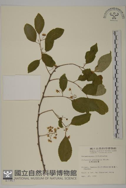 光果南蛇藤藏品圖，第1張