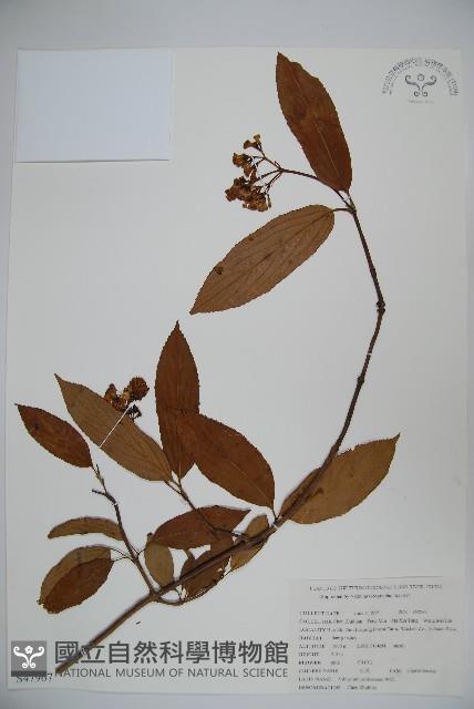 淡紅莢迷藏品圖，第1張