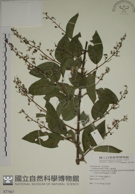 大葉溲疏藏品圖，第1張