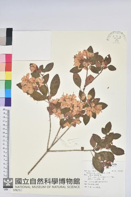 馬銀花藏品圖，第1張