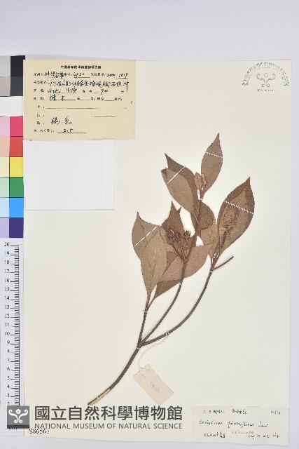 吊鐘花藏品圖，第1張