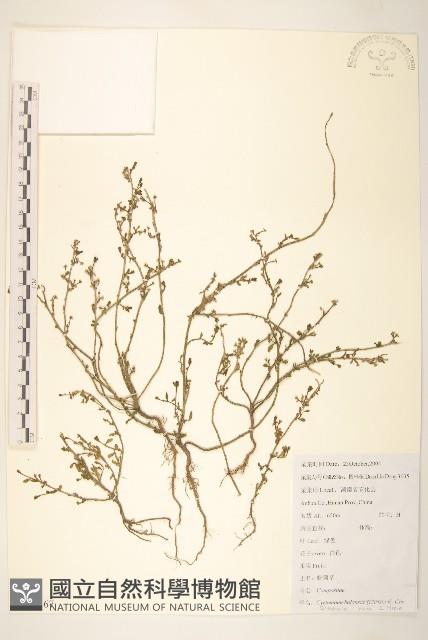 登錄號:S112567藏品圖，第1張