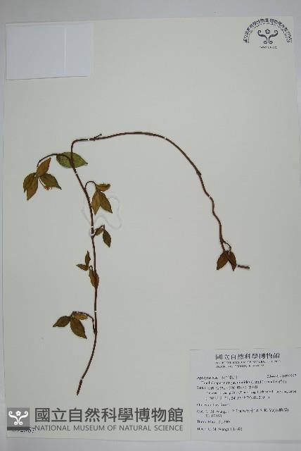 Fetid star jasmine, Chinese Star-jasmine Collection Image, Figure 1, Total 2 Figures