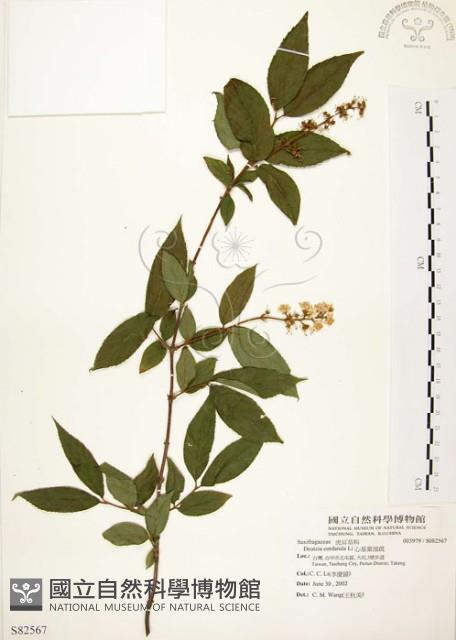 心基葉溲疏藏品圖，第1張