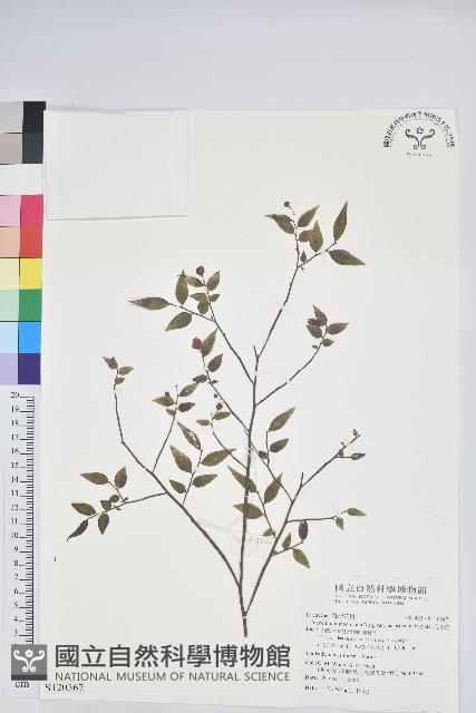 毛蕊花藏品圖，第1張