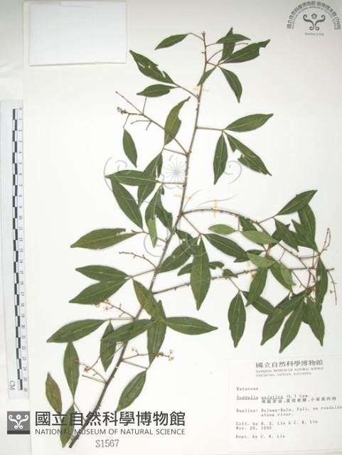 飛龍掌血藏品圖，第1張