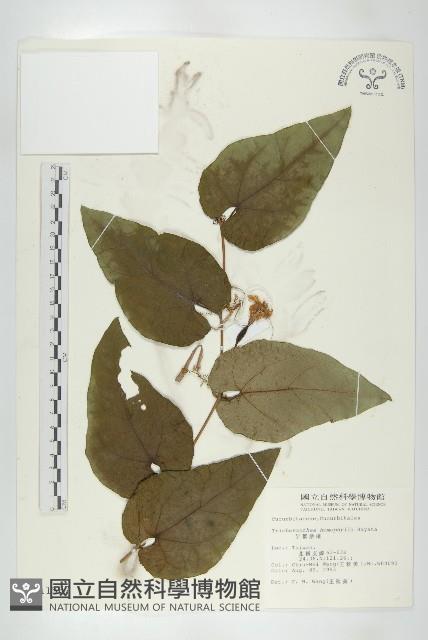 芋葉括樓藏品圖，第1張