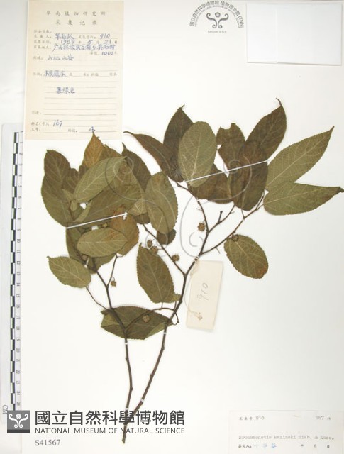楮樹藏品圖，第1張