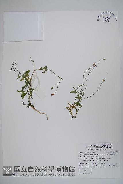 細葉蘭花參藏品圖，第1張