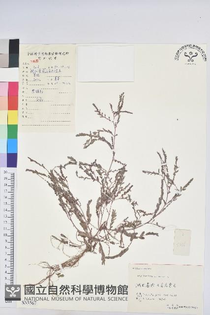 葉下珠、珠仔草藏品圖，第1張