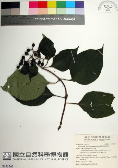 臺灣玉葉金花藏品圖，第1張