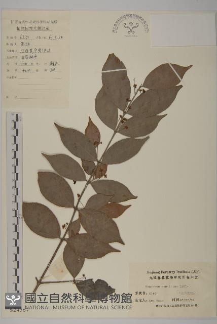 百齒衛矛藏品圖，第1張