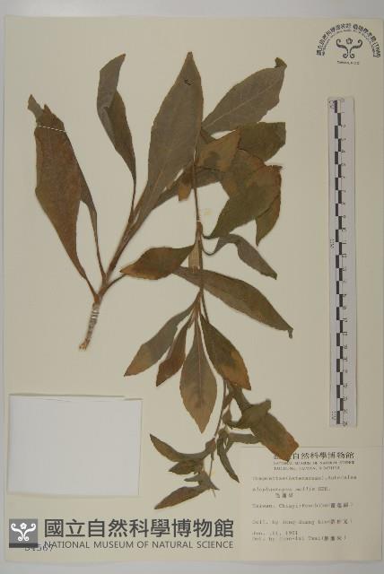 地膽草、毛蓮菜藏品圖，第1張