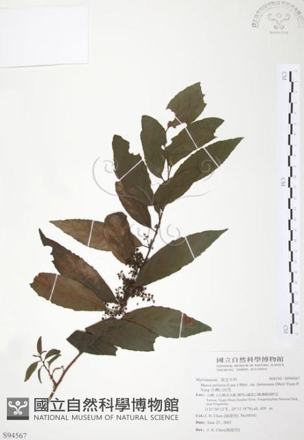 台灣山桂花藏品圖，第1張