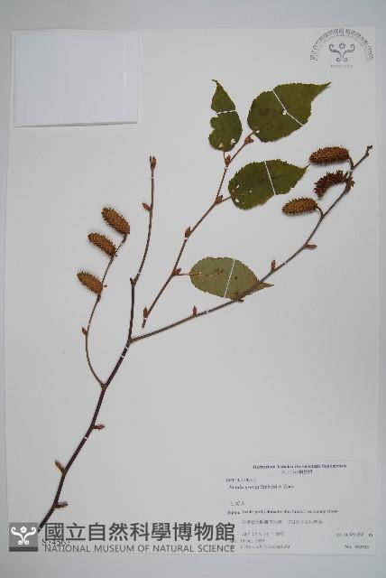 登錄號:S074567藏品圖，第1張