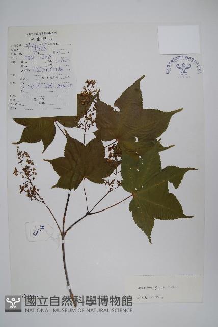 七裂槭藏品圖，第1張