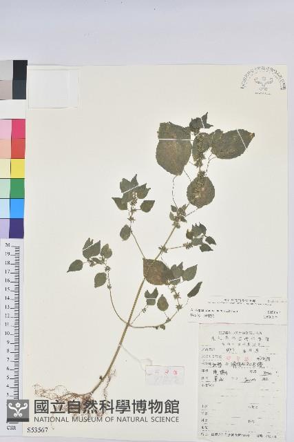 短序鐵莧菜藏品圖，第1張