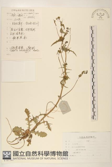 抱莖苦菜藏品圖，第1張