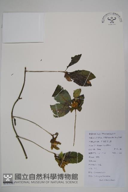 羊乳、四葉參藏品圖，第1張