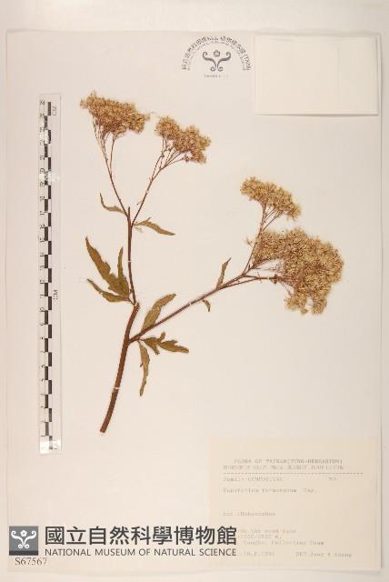 臺灣澤蘭藏品圖，第1張