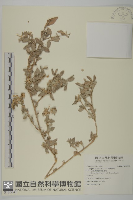 臺灣濱藜藏品圖，第1張