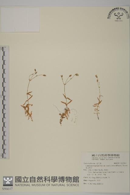 玉山卷耳藏品圖，第1張